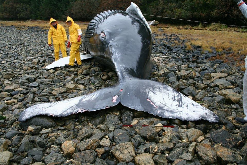Des scientifiques sont en investigations autour d'une baleine morte, échouée sur une plage de galets.